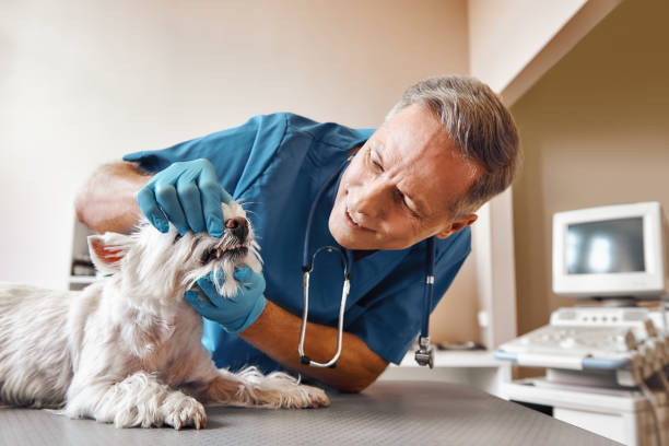 Best Weekend Emergency Dental Services in Nooksack, WA
